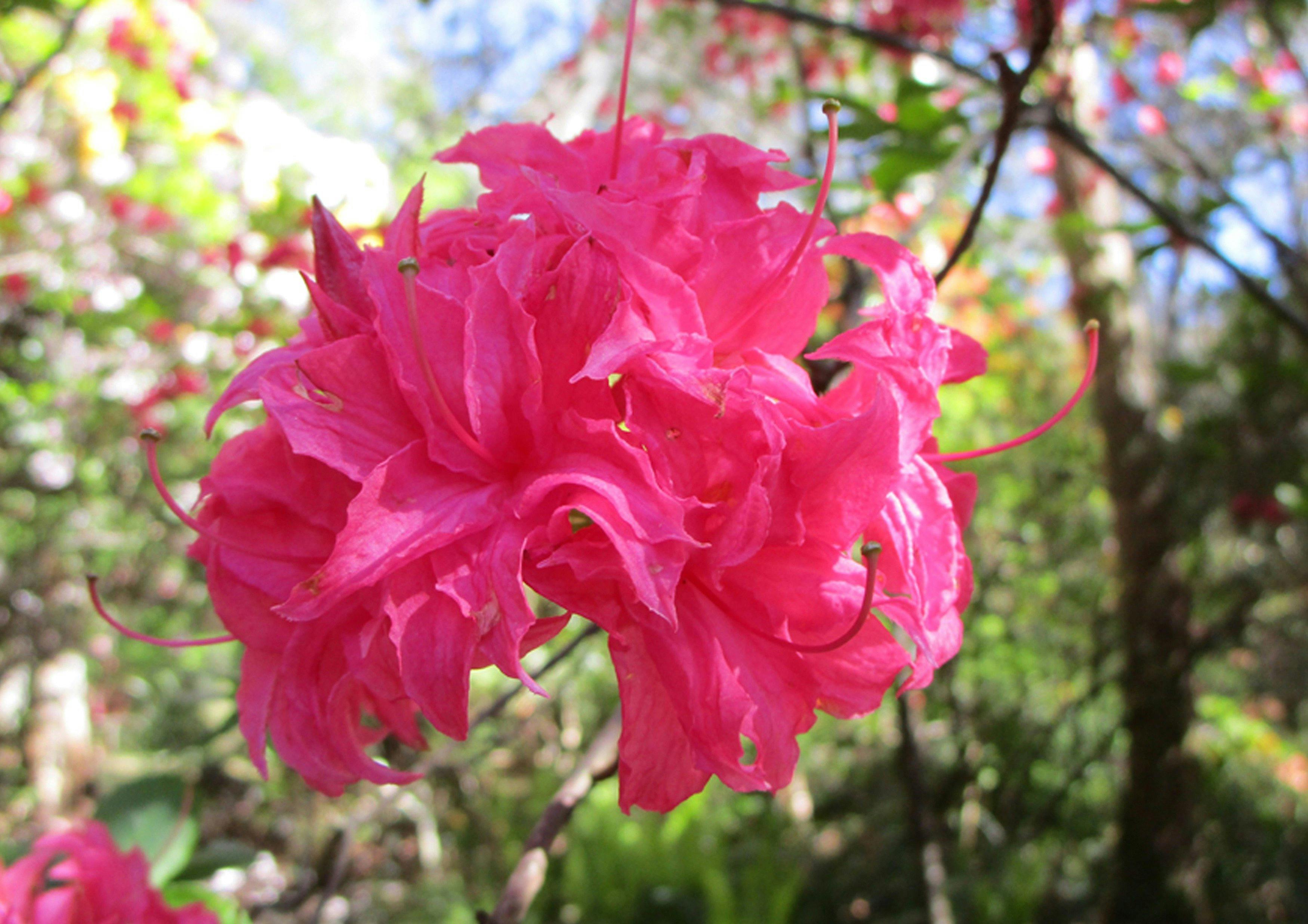 Campbell Rhododendron Gardens | NSW Holidays ...