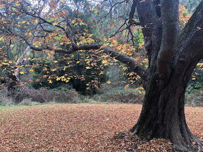 Nature Therapy with Forest Bathing