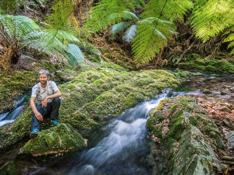 Temperate rainforest tranquility