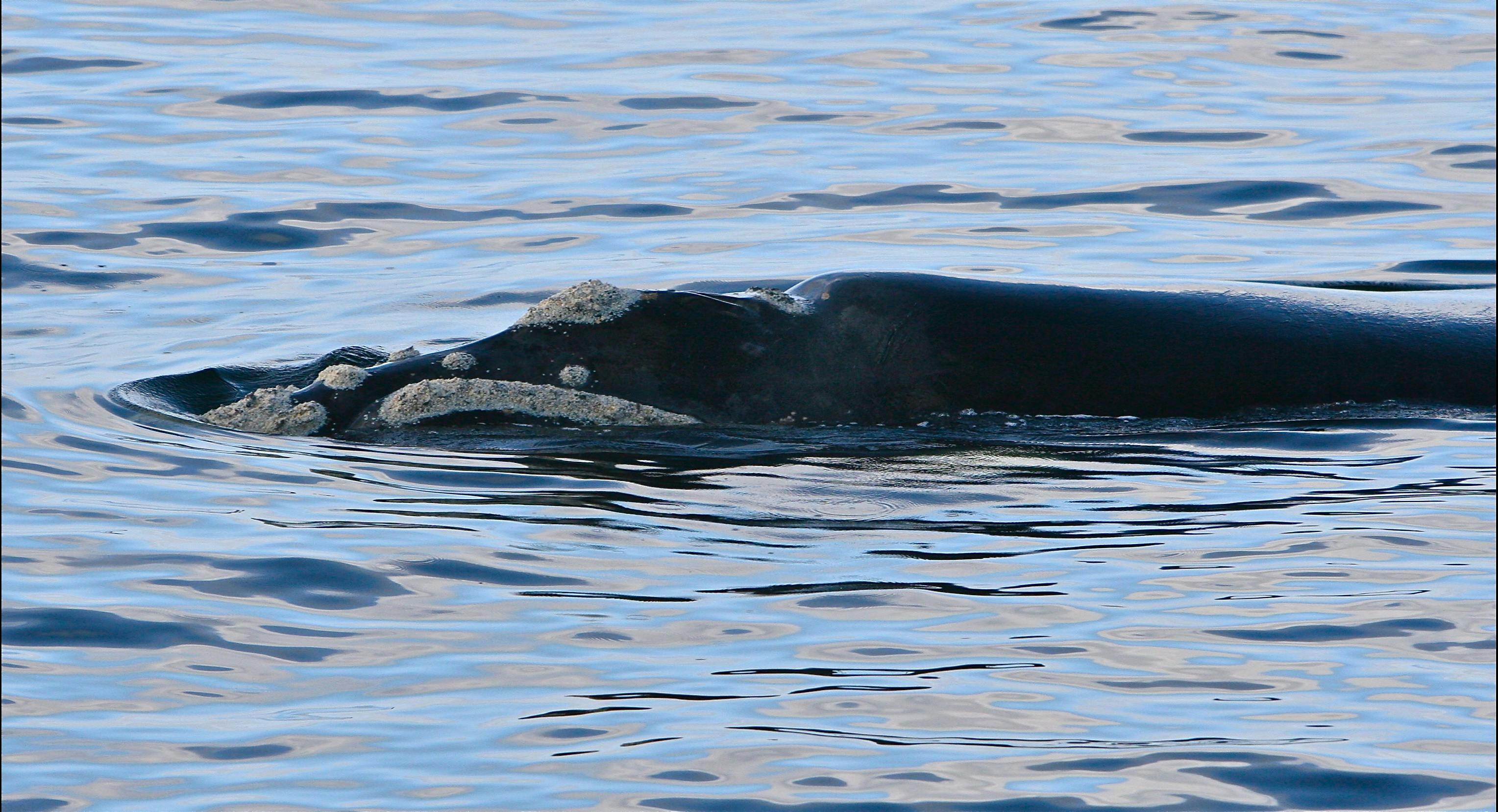 southern right whale