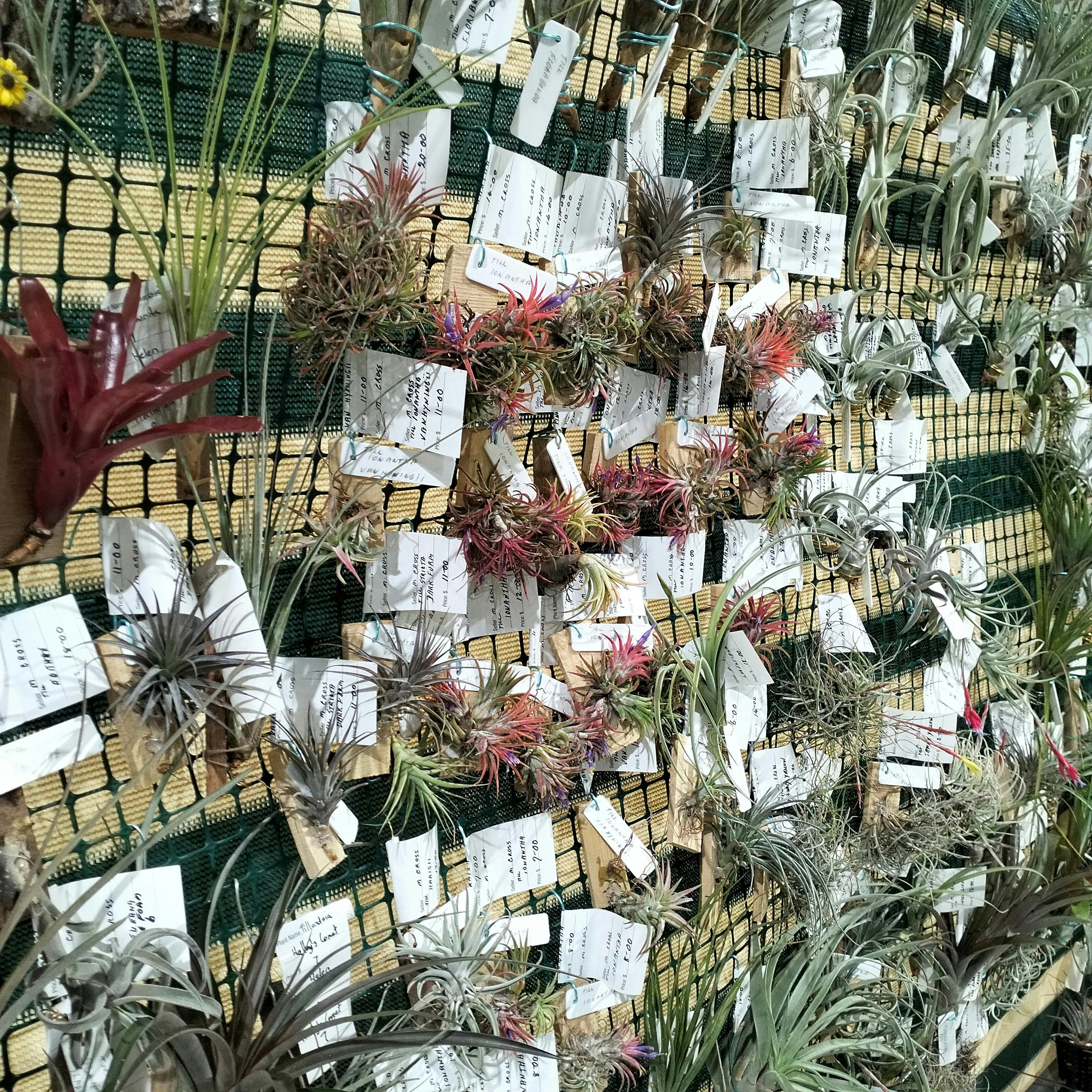 Ipswich Garden Spectacular