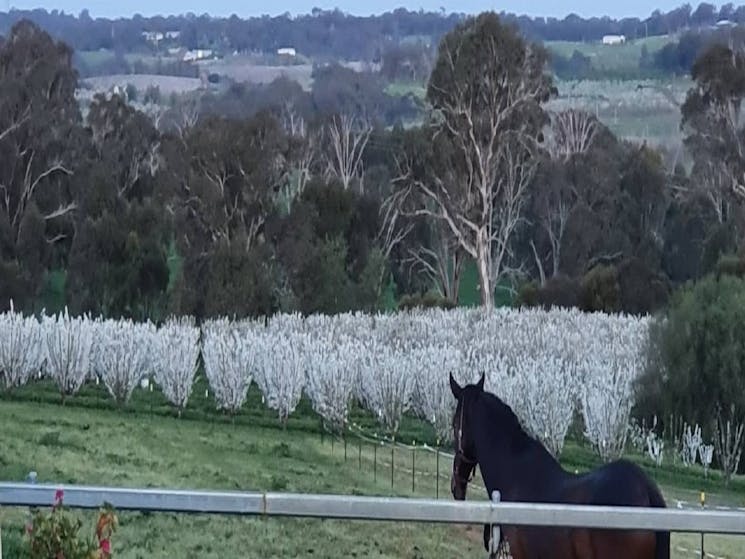 Stony creek paddock