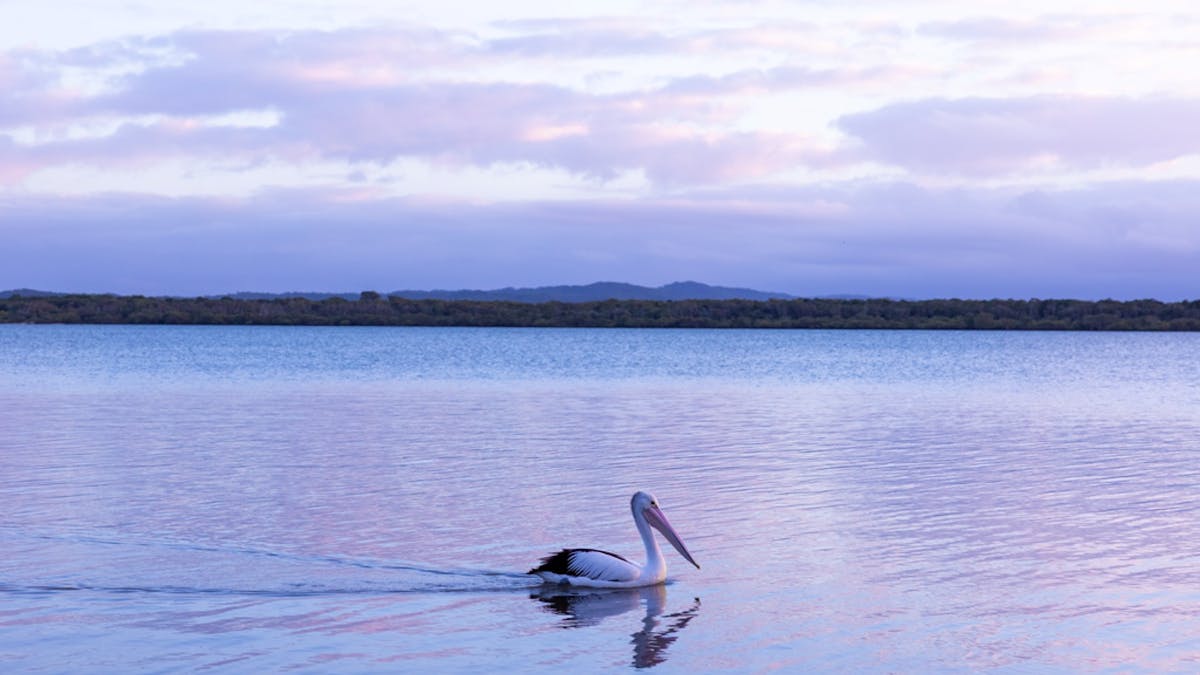 Pelican in the ocean