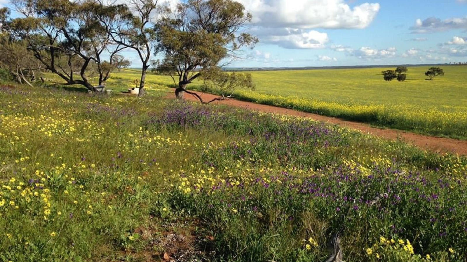 Coorow Wildflower Drive