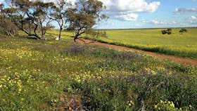 Coorow Wildflower Drive