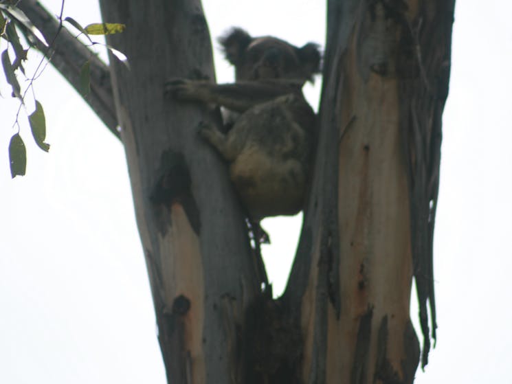 Koalas - numerous sightings but not guarantee
