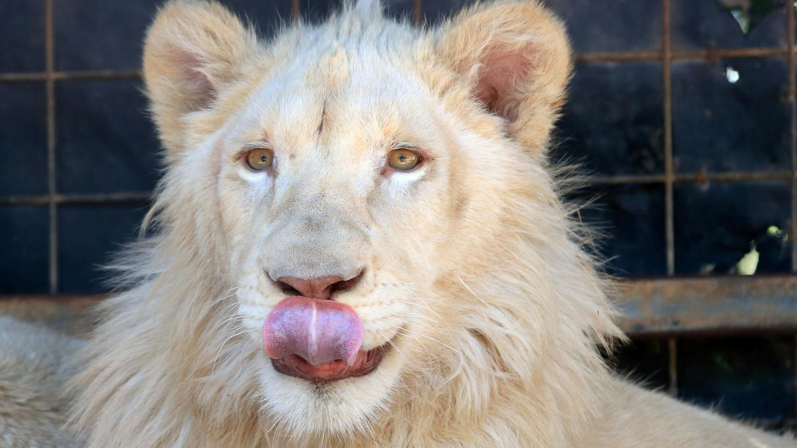 lions feedig