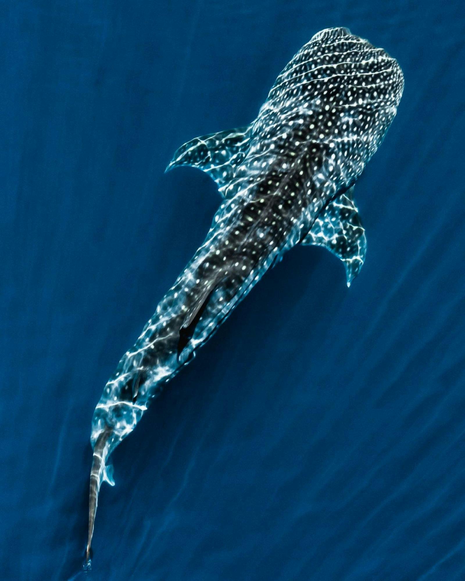 10 Day Ultimate Ningaloo Roadtrip