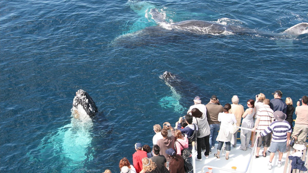 Spirit of Gold Coast Whale Watching