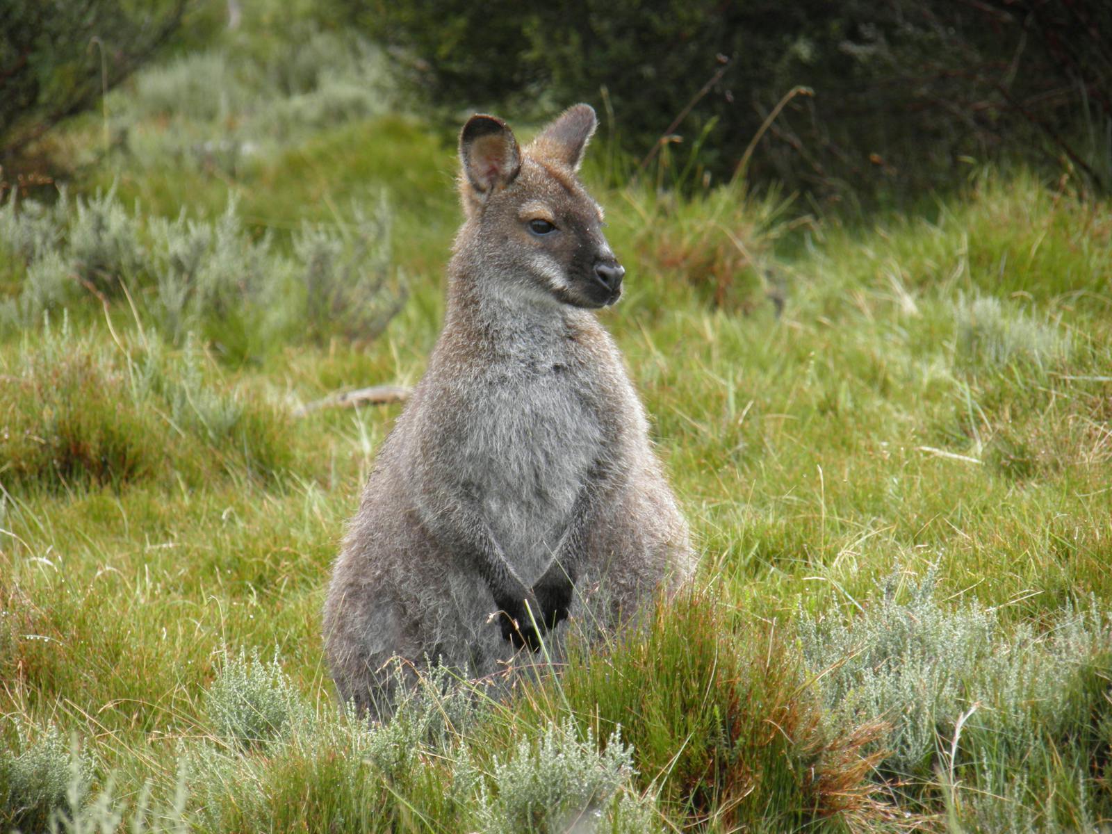 Wallaby in grass
