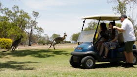 Kangaroos Port Douglas tour