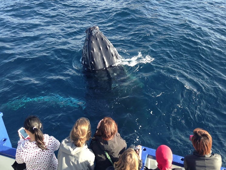 Humpback Whale Spy Hop next to True Blue, Sydney 2014