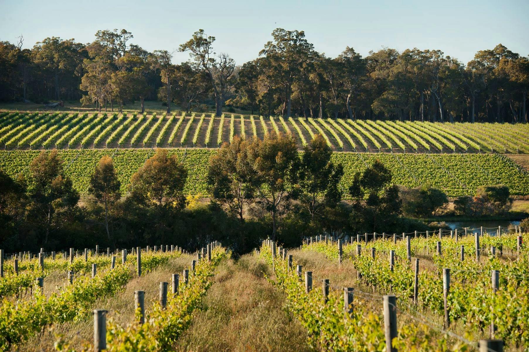 Dawson Wines