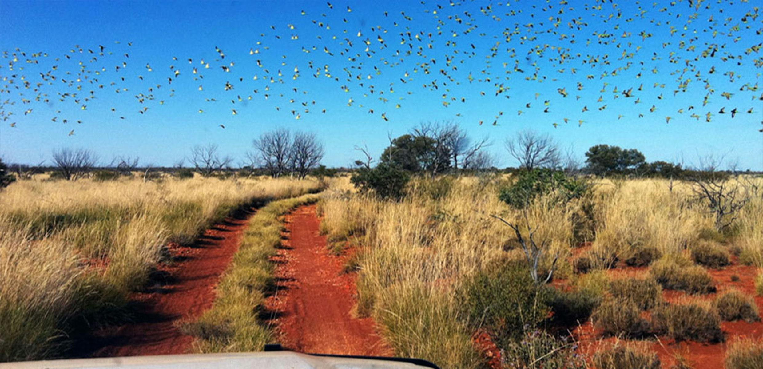 Massive flocks of budgies