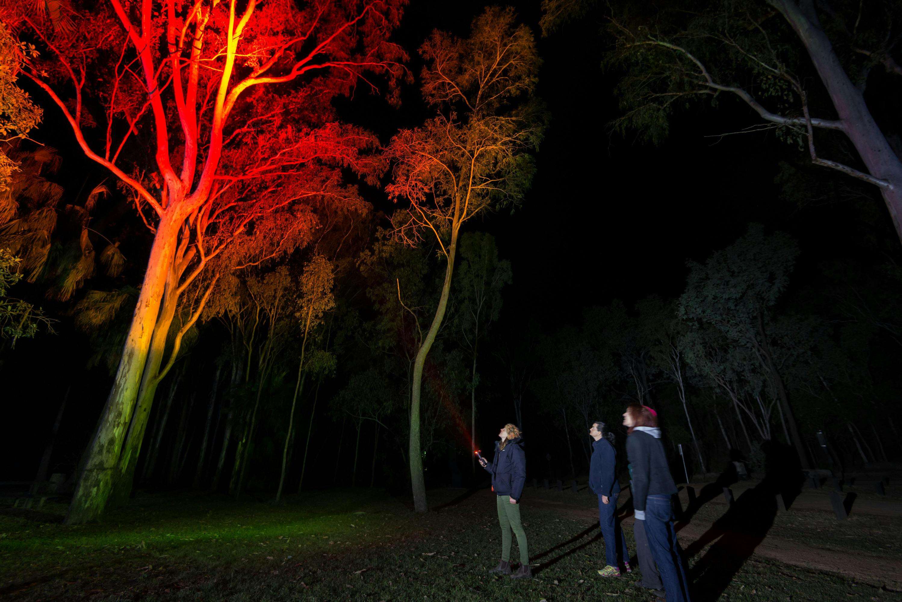 A tour guides leads a Night Safari Tour through the forest at night in Carnarvon Gorge.