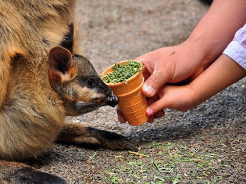 Blue Mountains with Wildlife Park and Scenic World