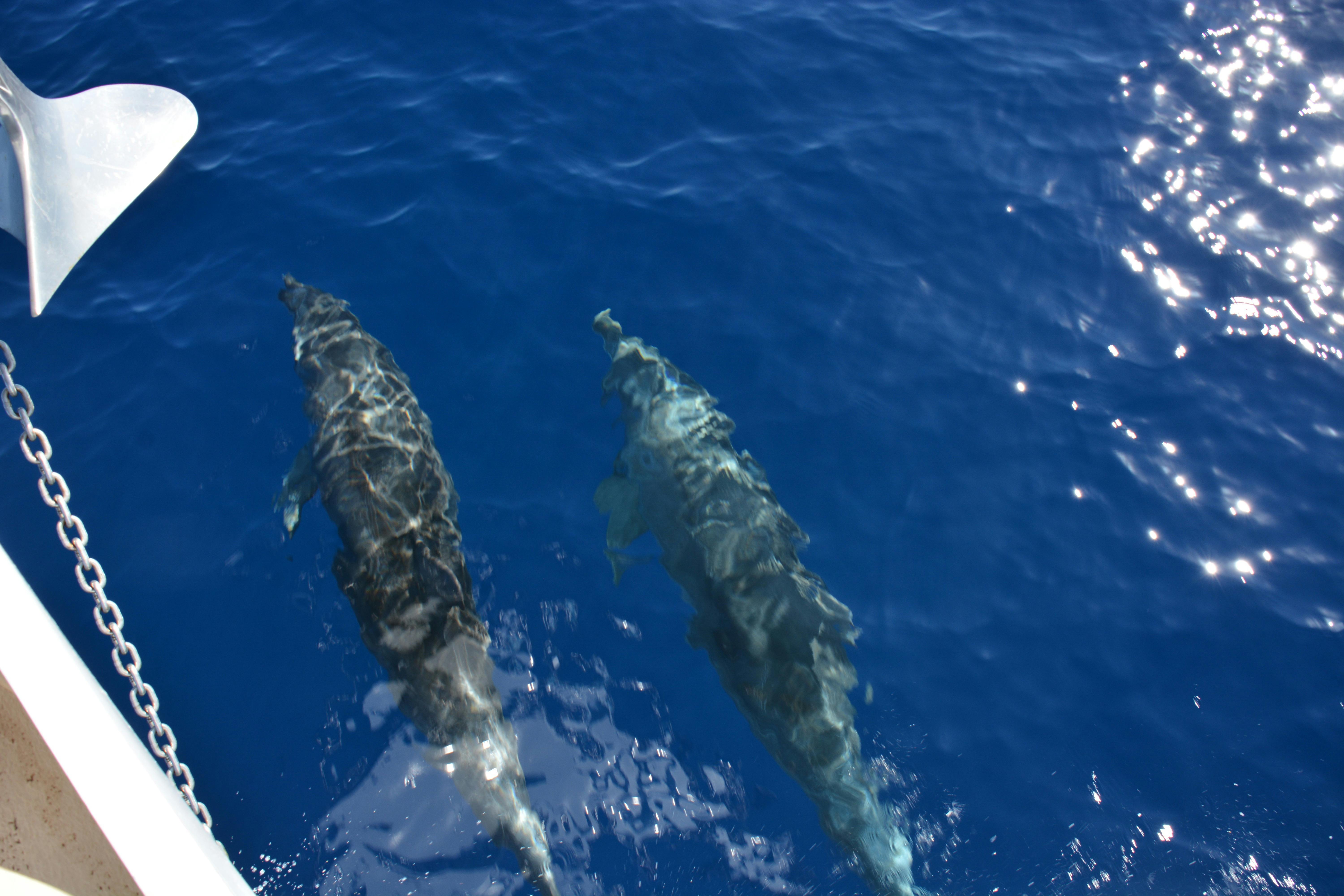 Bottlenosed dolphins swim in our wake ini the Whitsunday's