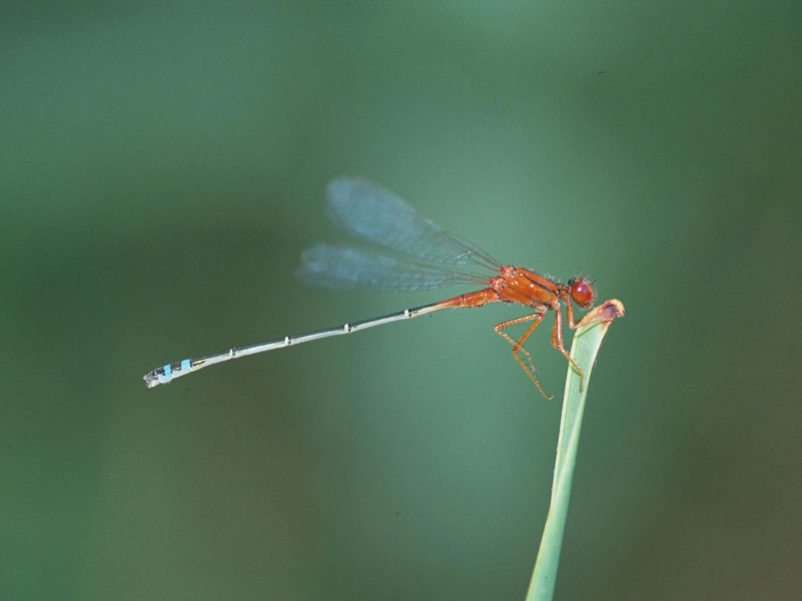 Red and blue damsel (Xanthagrion erythroneurum)