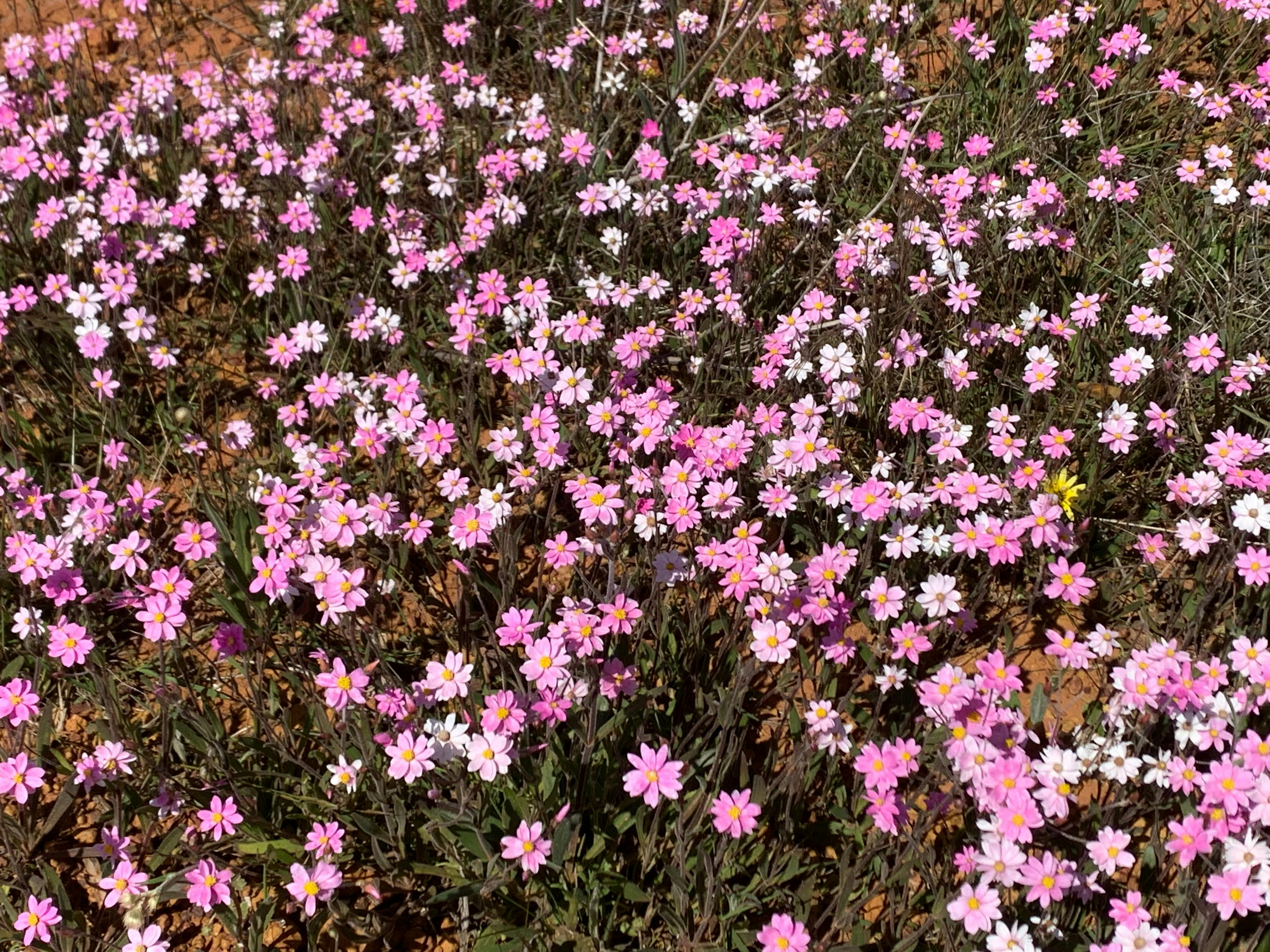 a field of pink daisy everlasting flowers