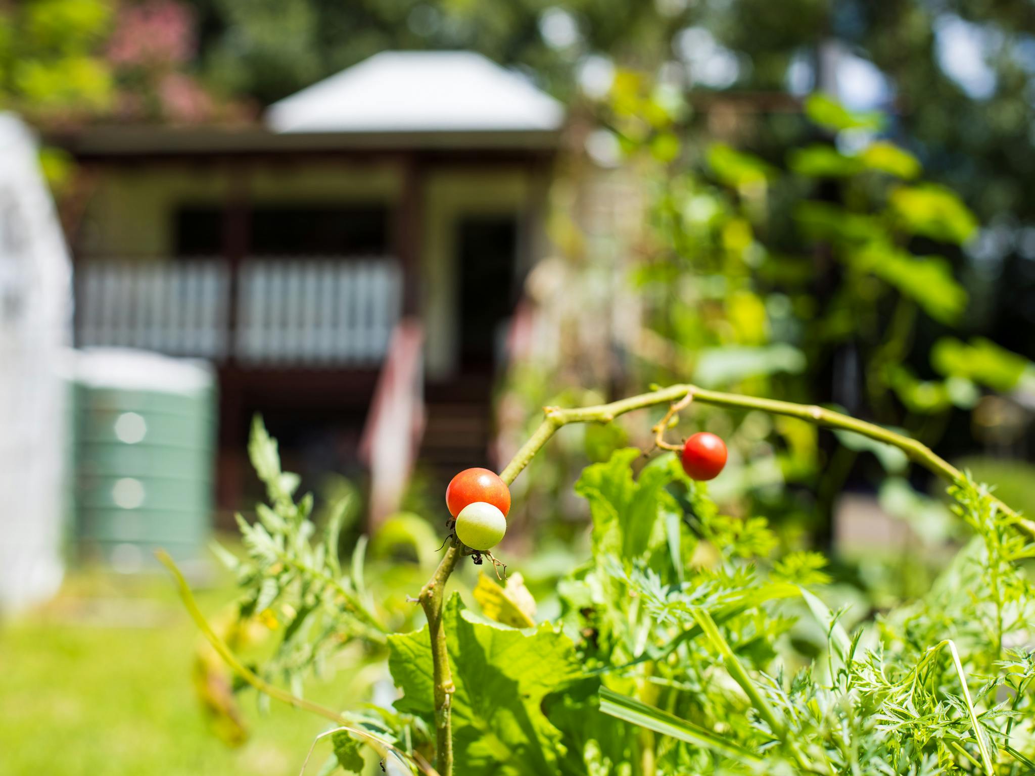 Locally grown tomatoes