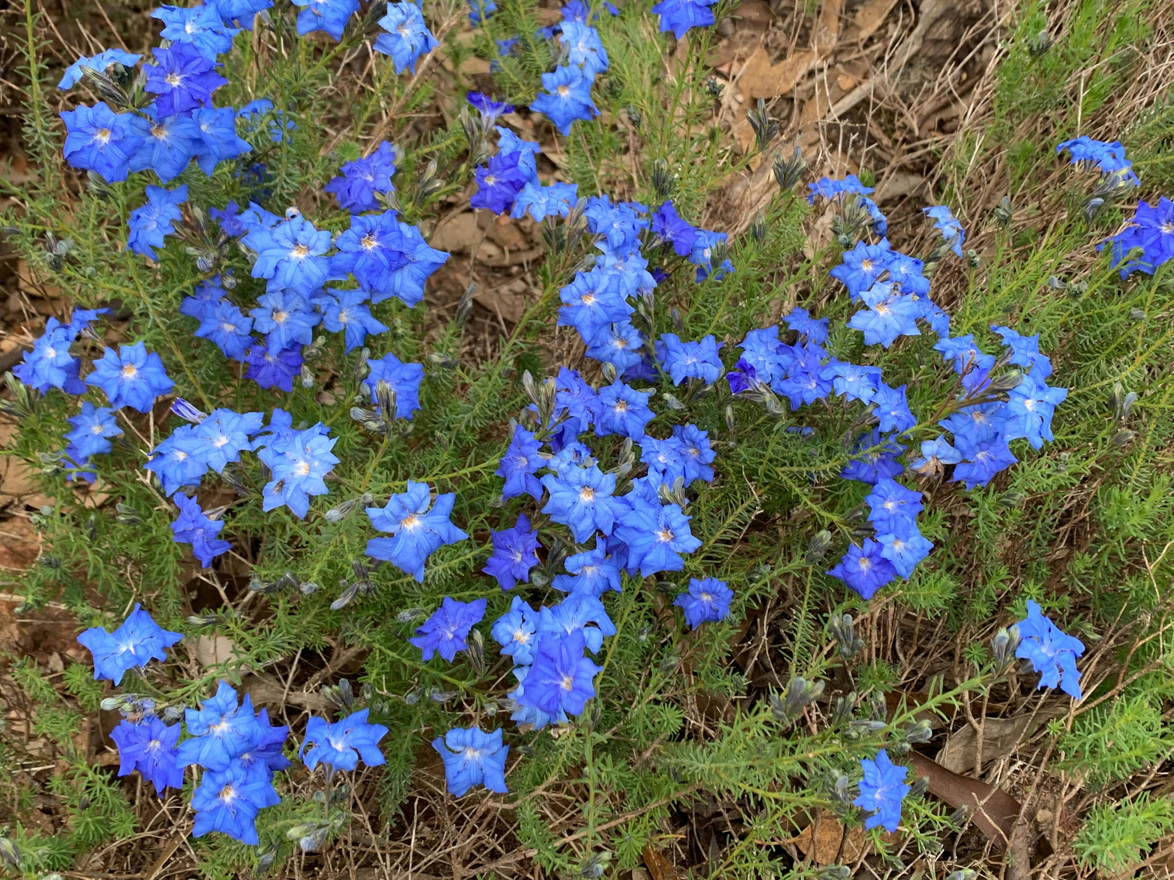a cluster of small, vivid blue flowers