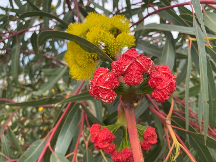 yellow and red flowers with gum leaves in background