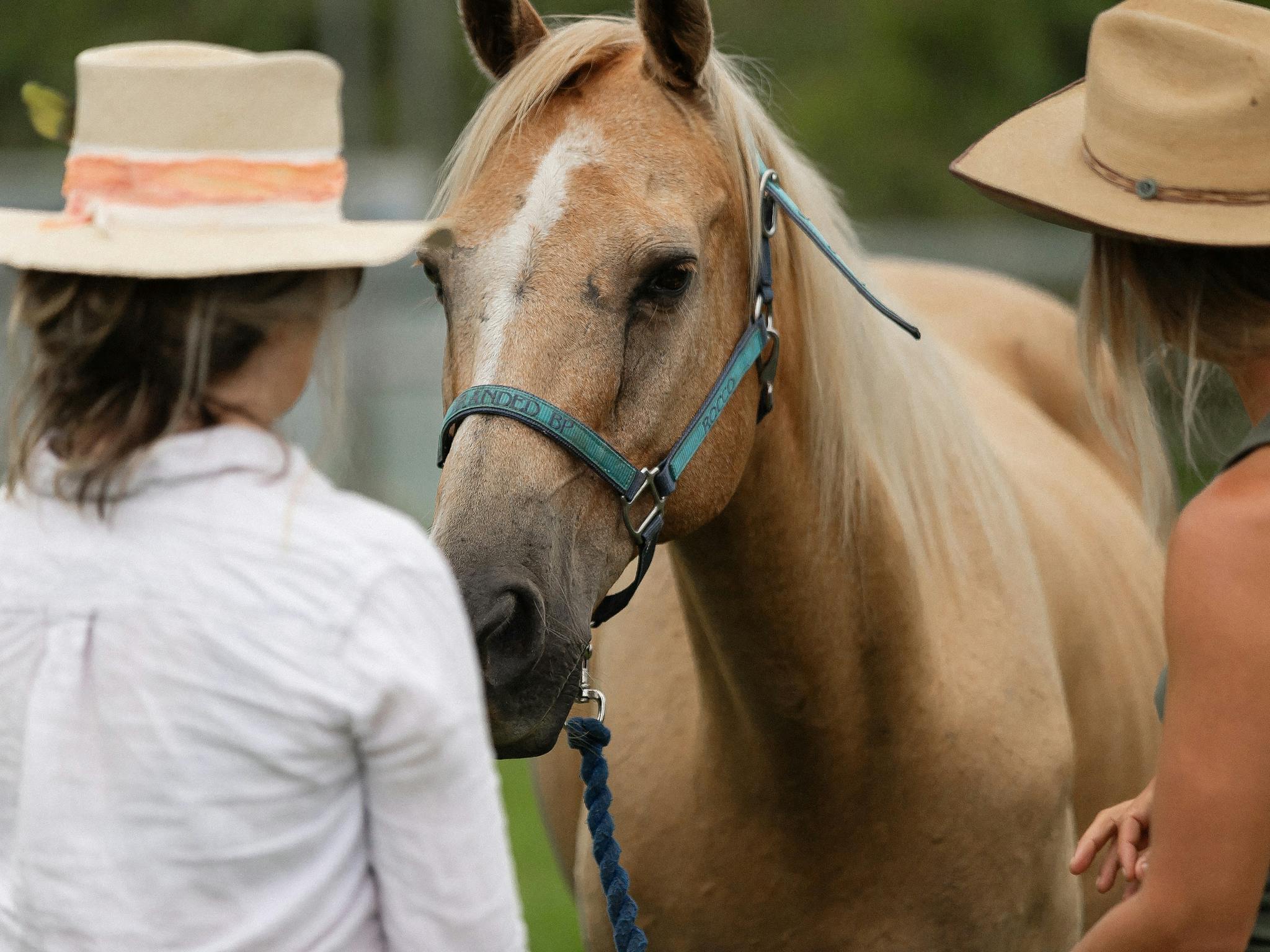 equine wellness, horses, beach