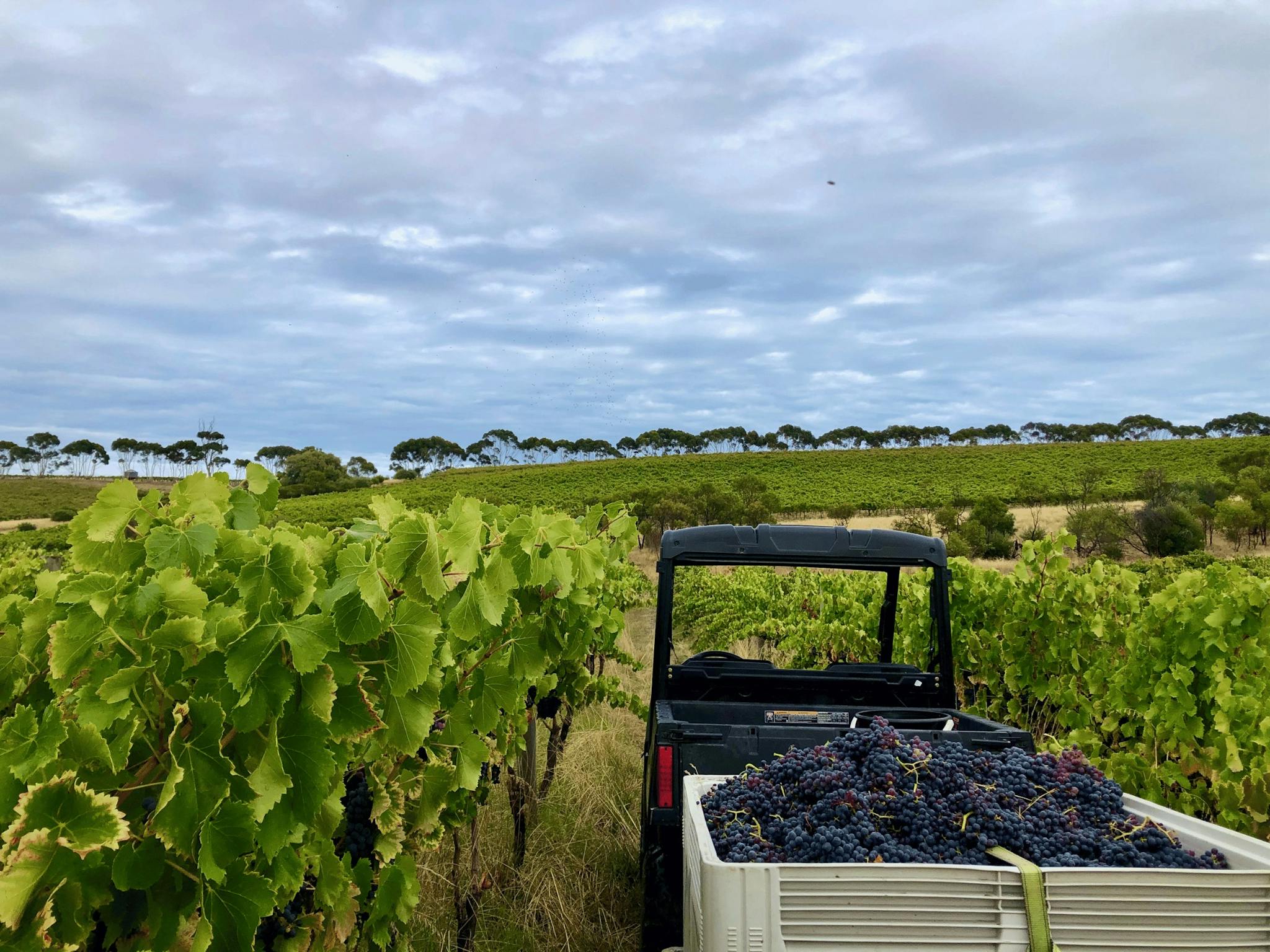 Electric vehicle pulling red grapes in our organic and regenerative vineyard