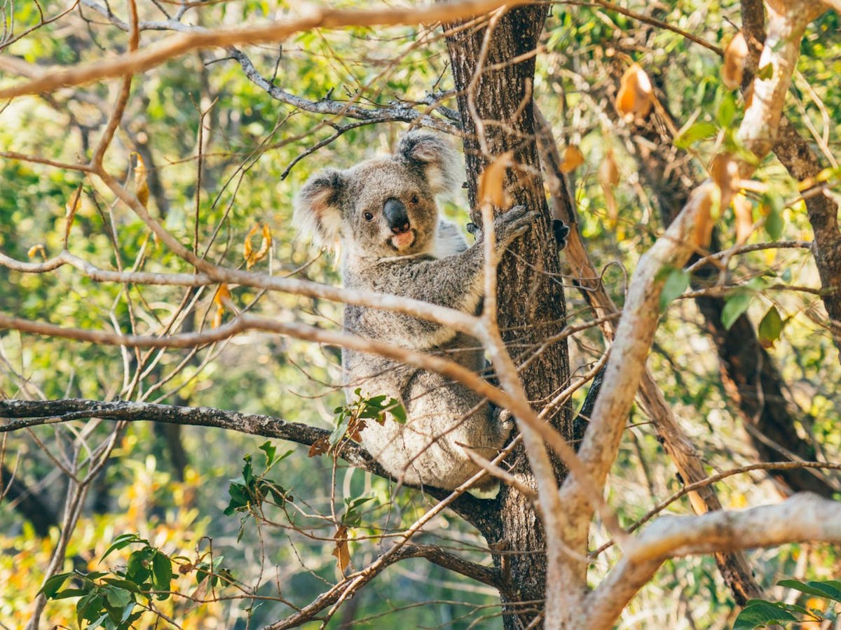 Koala in a tree