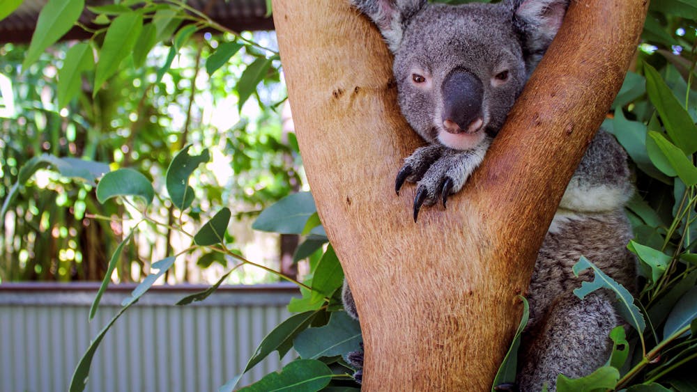Bungalow Bay Koala Village