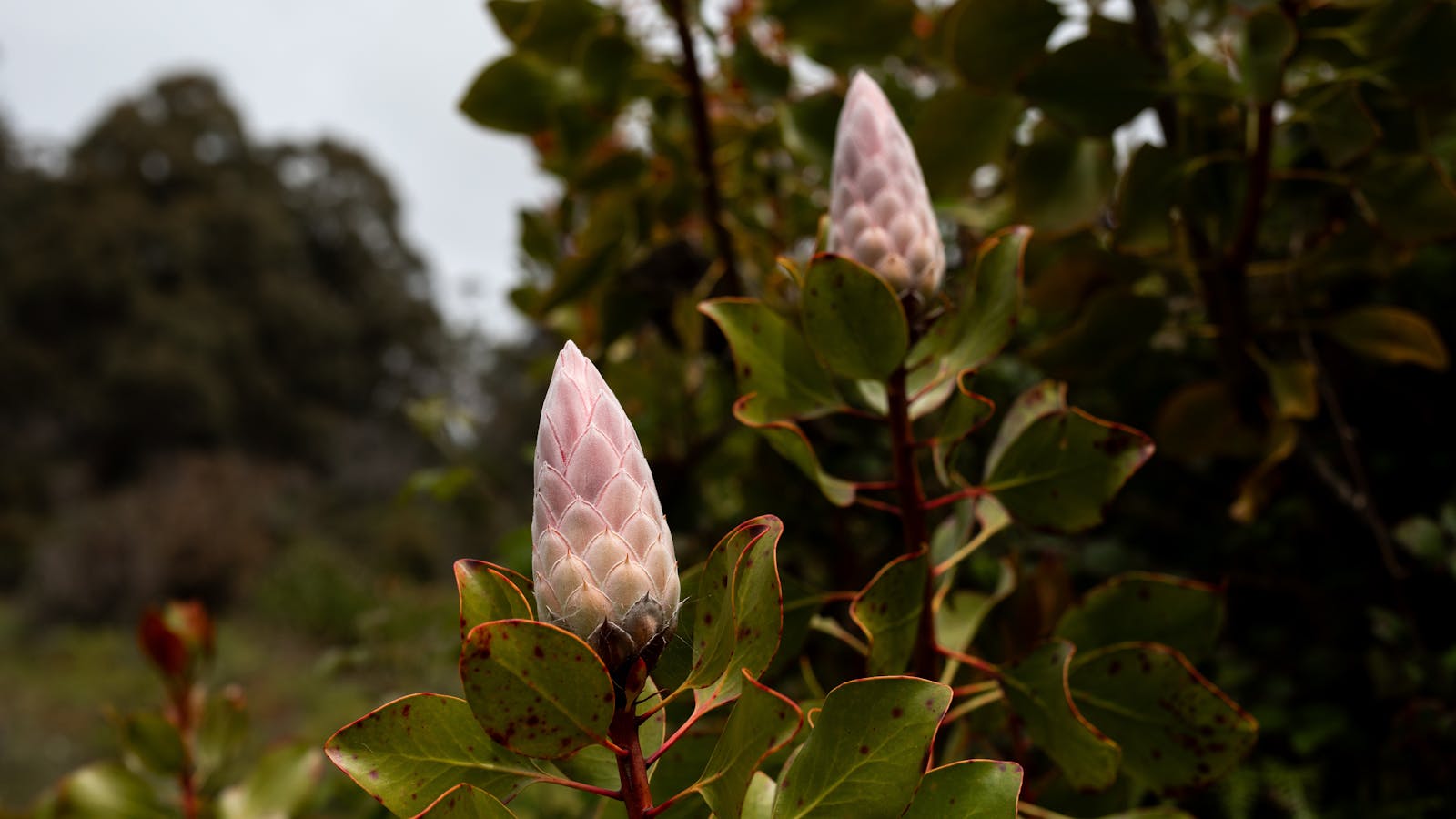 Proteas at Art Farm Birchs Bay