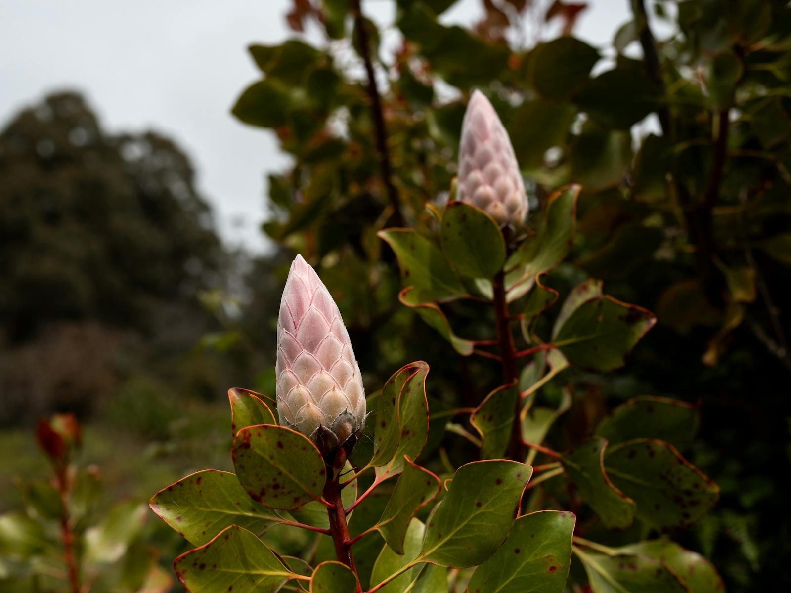 Proteas at Art Farm Birchs Bay