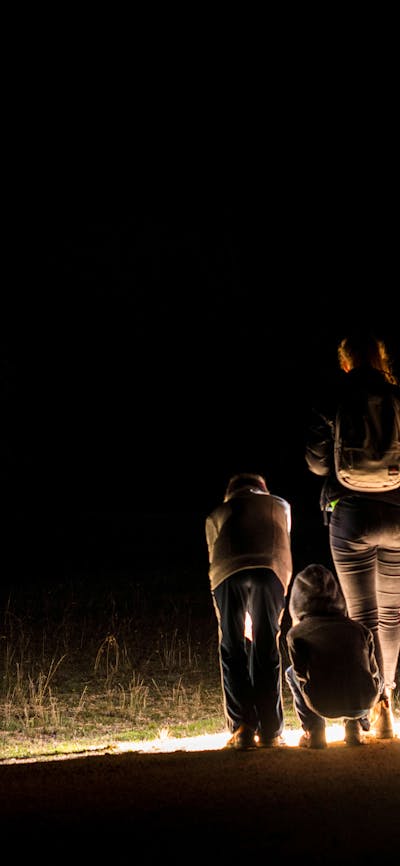 A group of guests on a twilight Tour, spotlighting