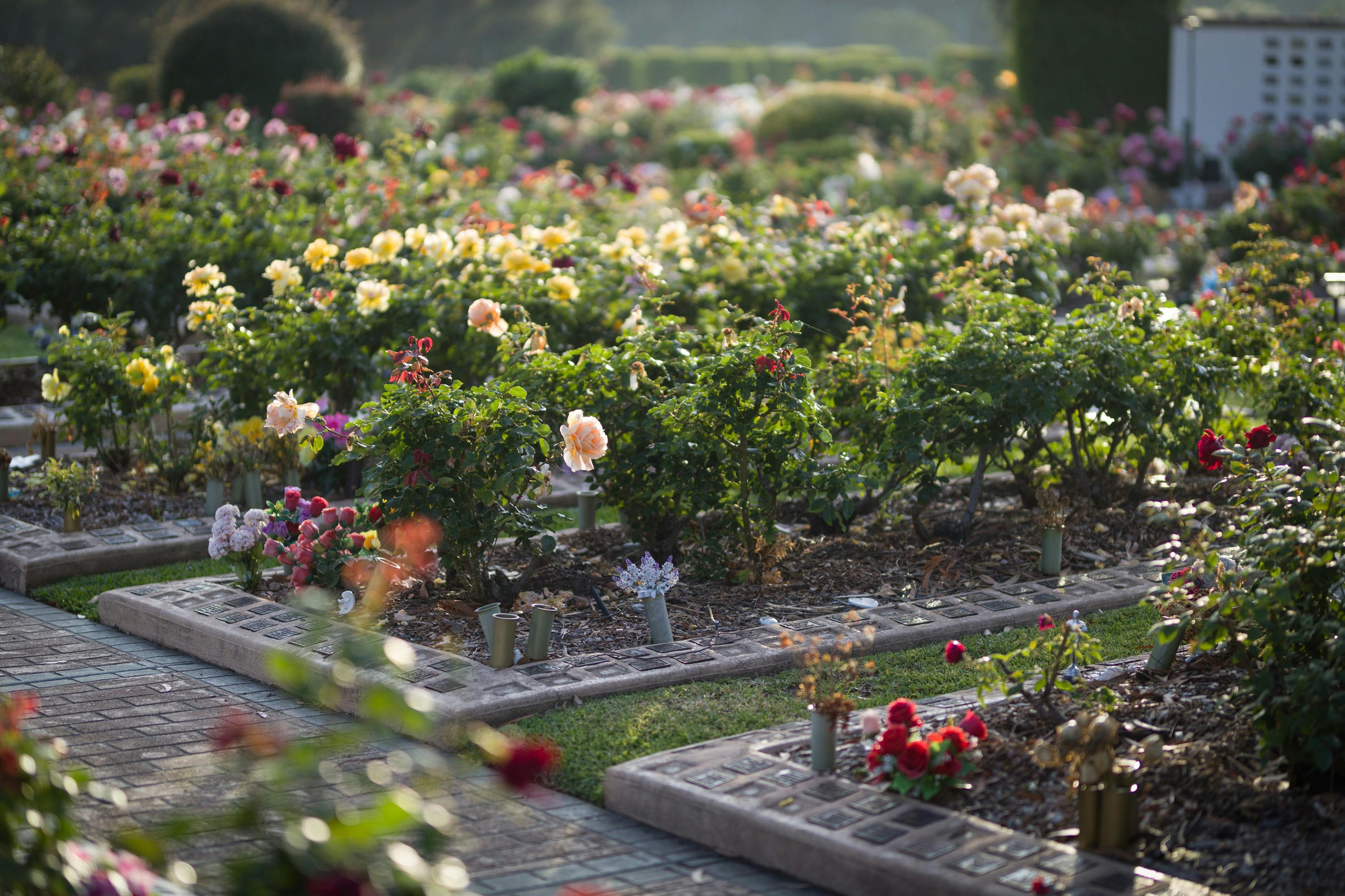 Woronora Memorial Park Roses