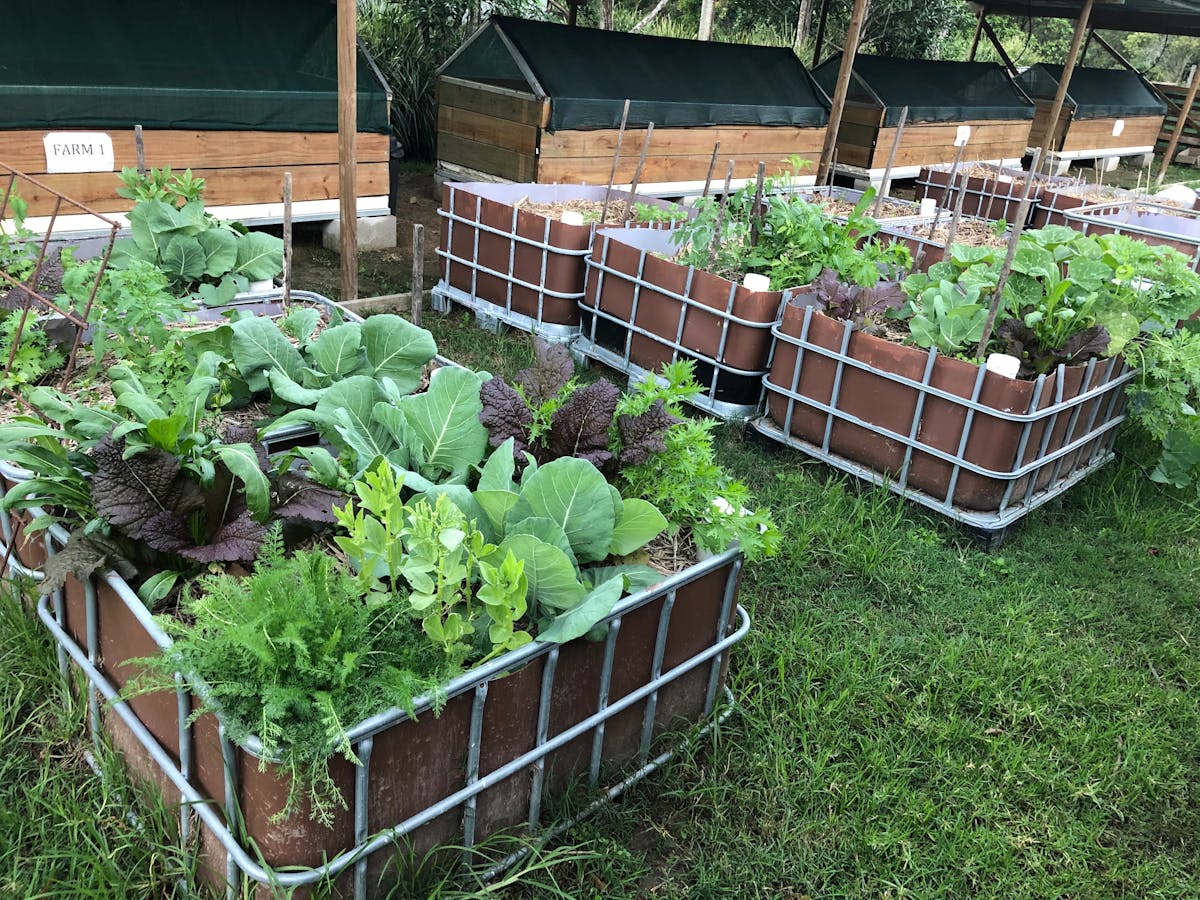 Vegetables growing in a wicking bed