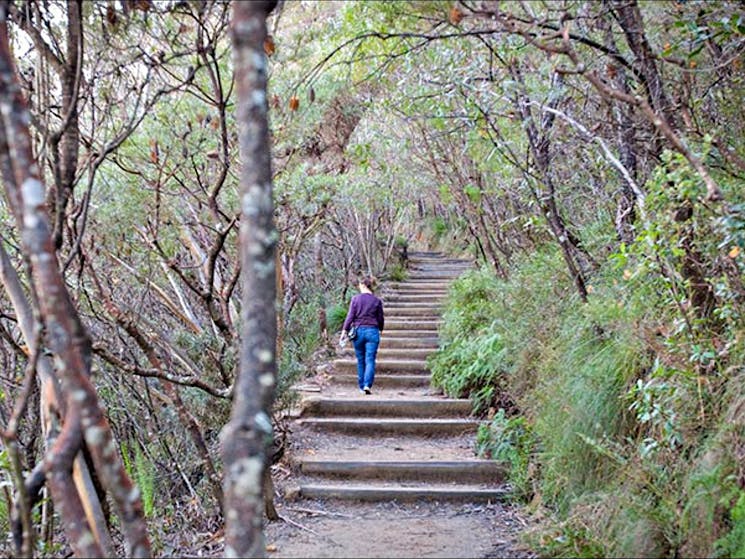 Princes Rock walking track, Blue Mountains National Park. Photo: Nick Cubbin