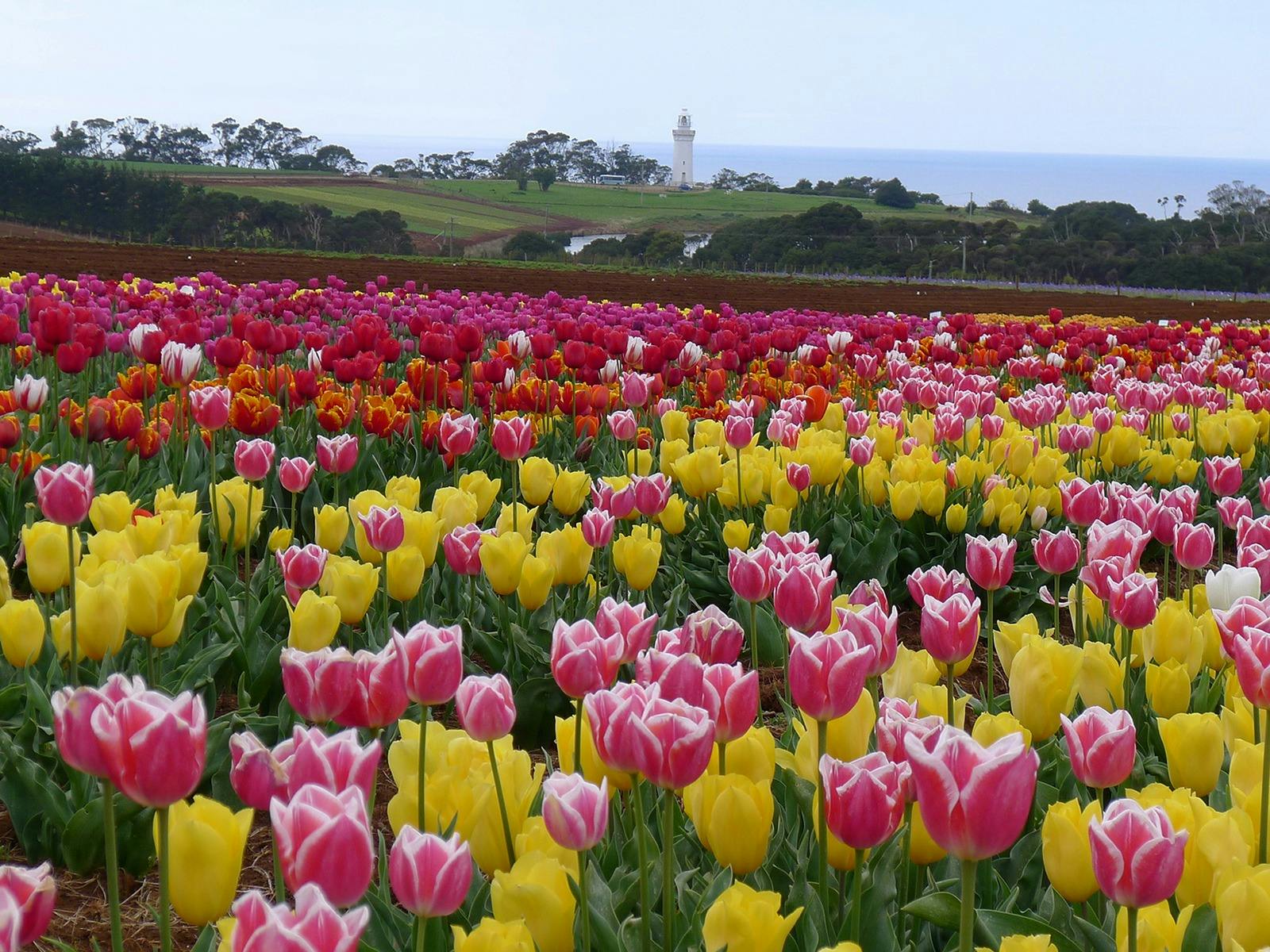 Tasmania in Spring