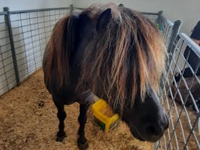 Millicent show pony