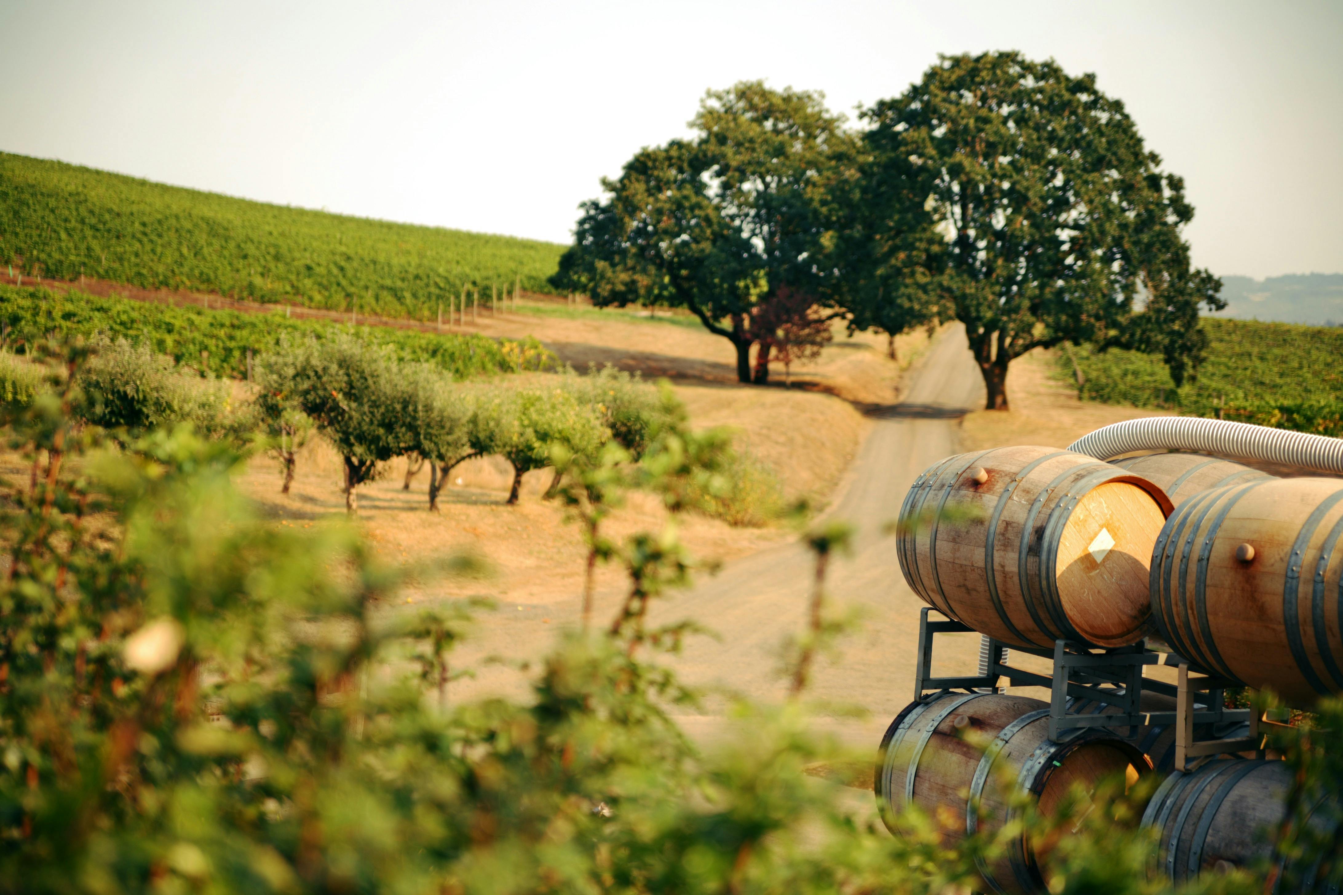 Wine barrels on a vineyard