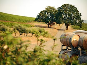 Wine barrels on a vineyard