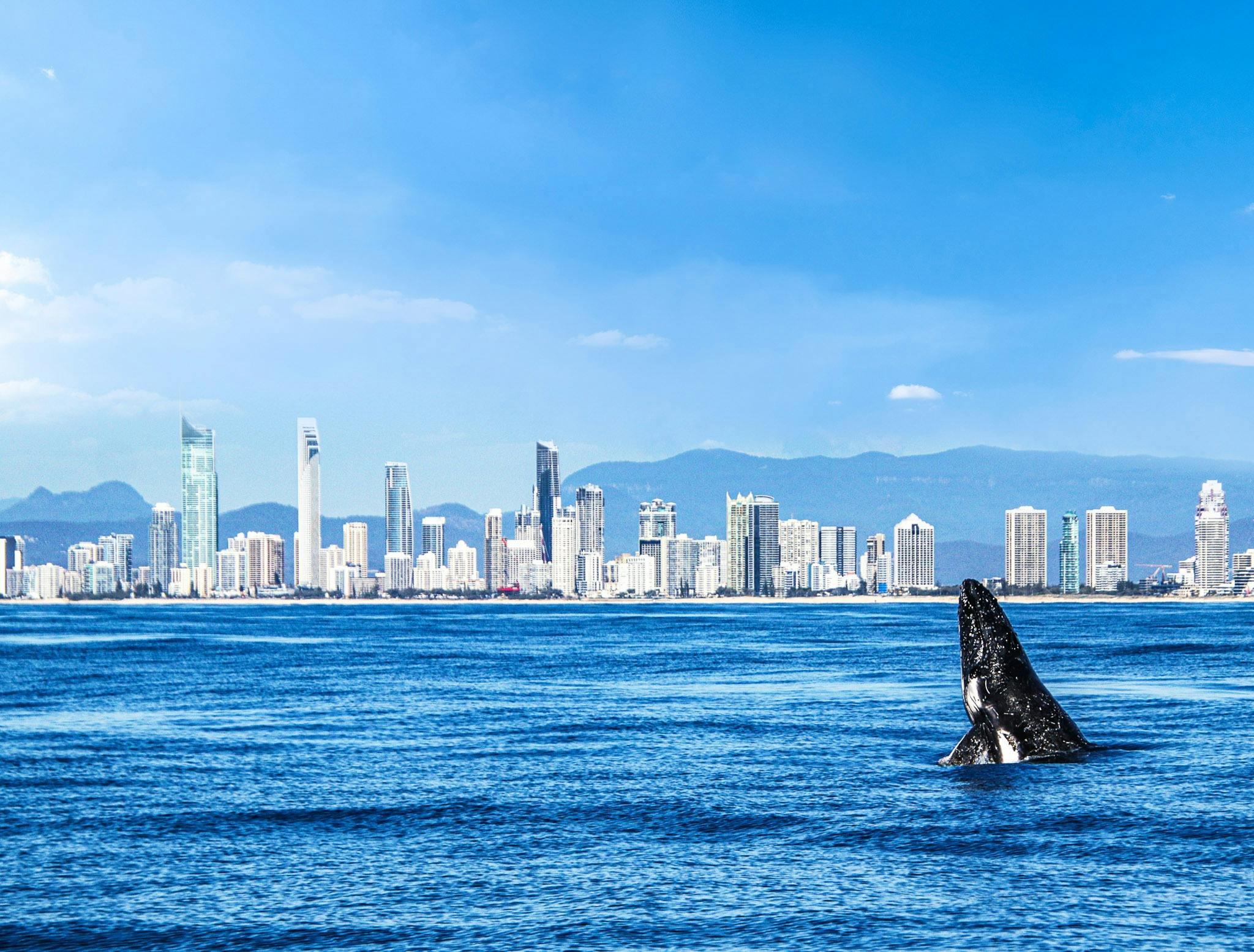 Humpback Whale breaching in front of Gold Coast skyling