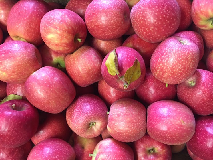 Pink lady apples