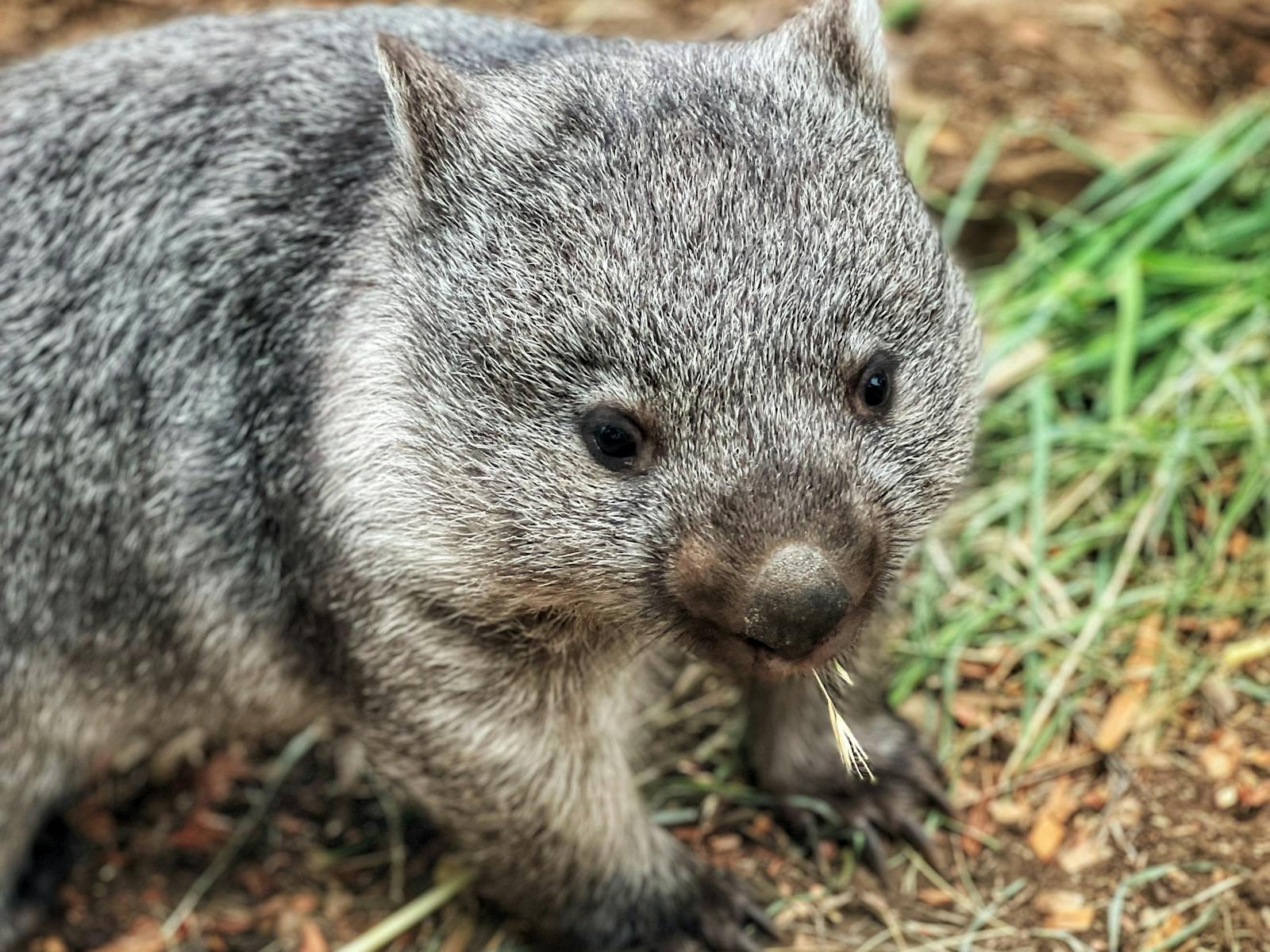 Cute baby Wombat at Bonorong Wildlife Sanctuary