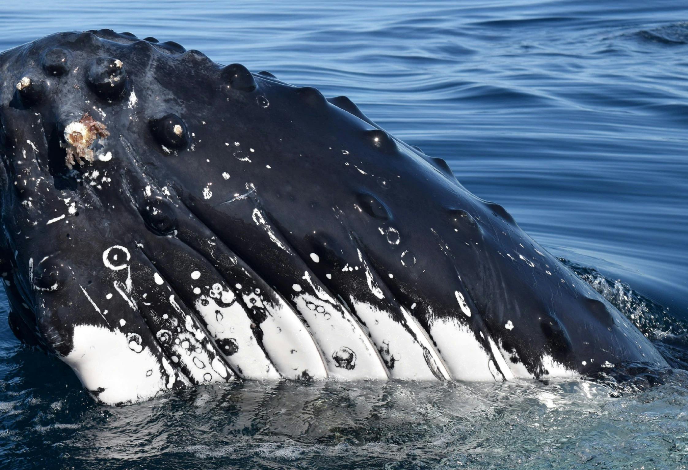 All Sea Charters Whale Watching, Busselton, Western Australia
