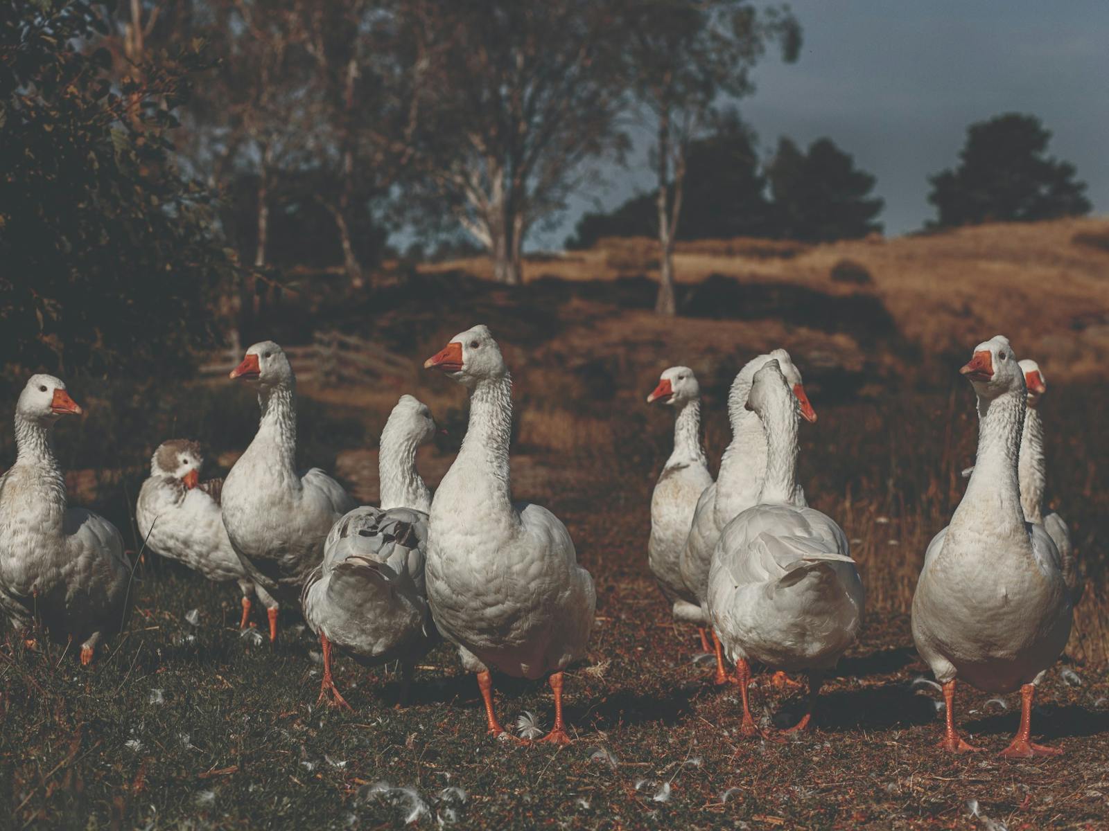 geese wandering through a grassy paddock under soft afternoon light in Oatlands
