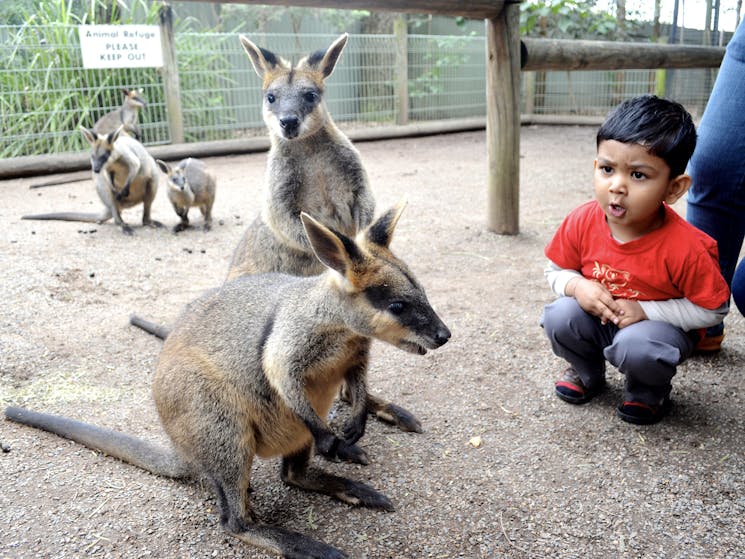 Small boy talks with the wallabies as he hand feed them at Featherdale Wildlife Park