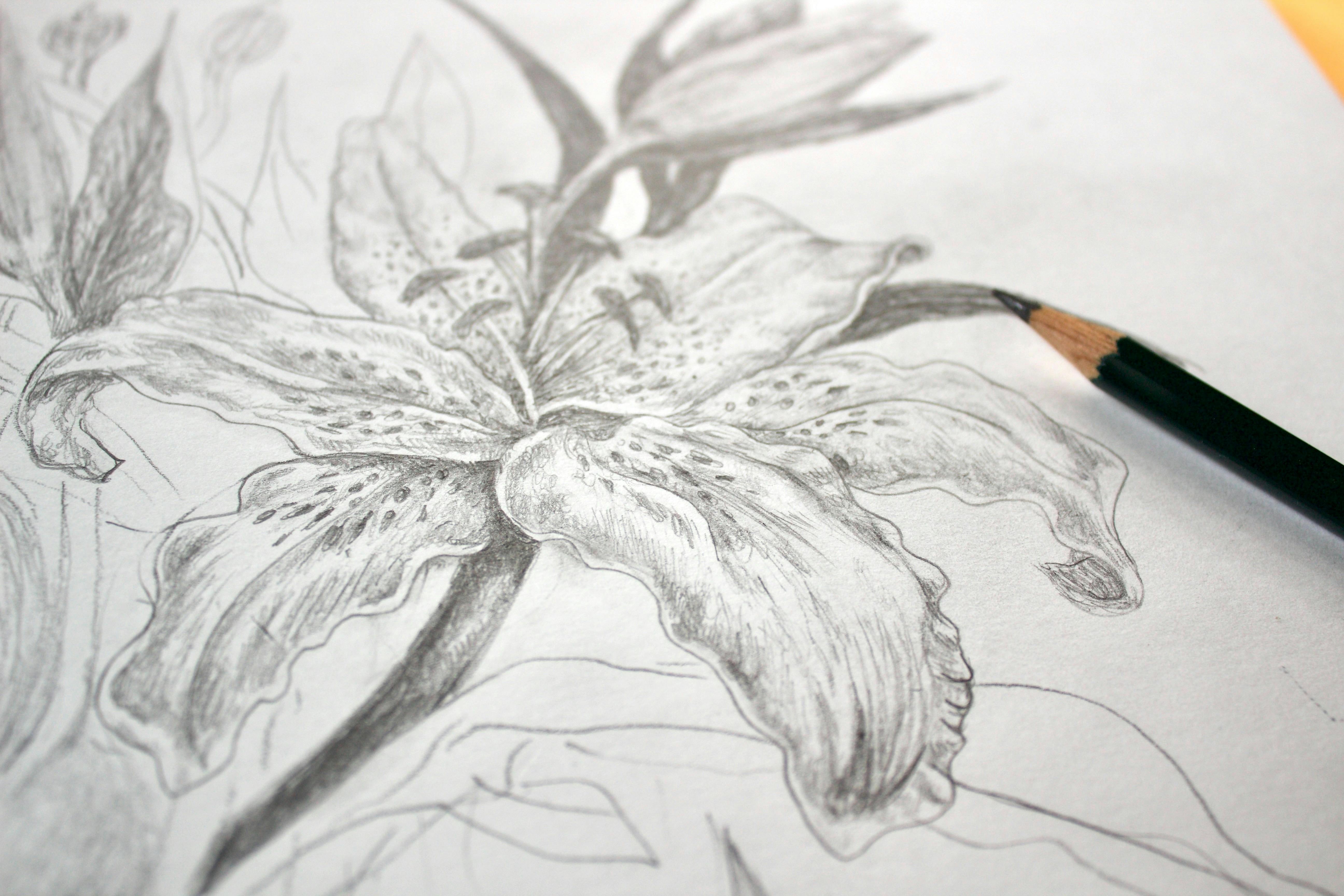 Scribble Cat Studios - Drawing Classes for Beginners