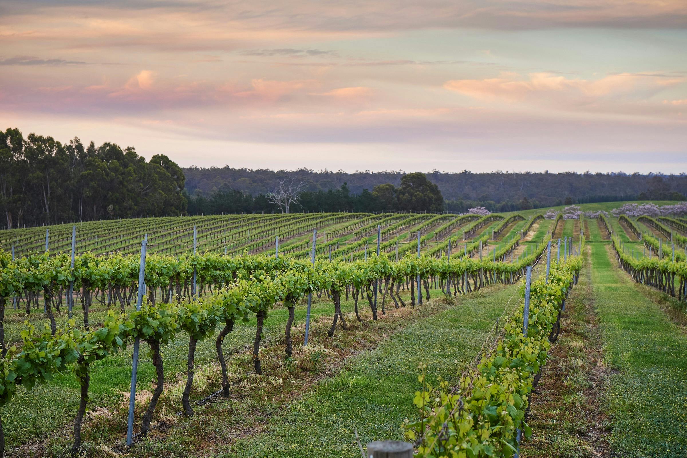 Beulah Wines, Boyup Brook