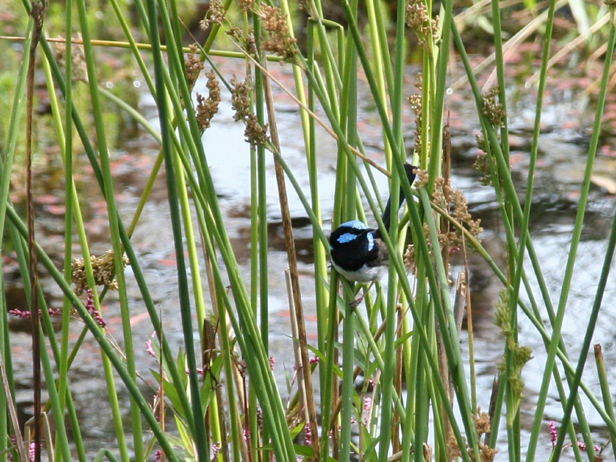Blue Wren