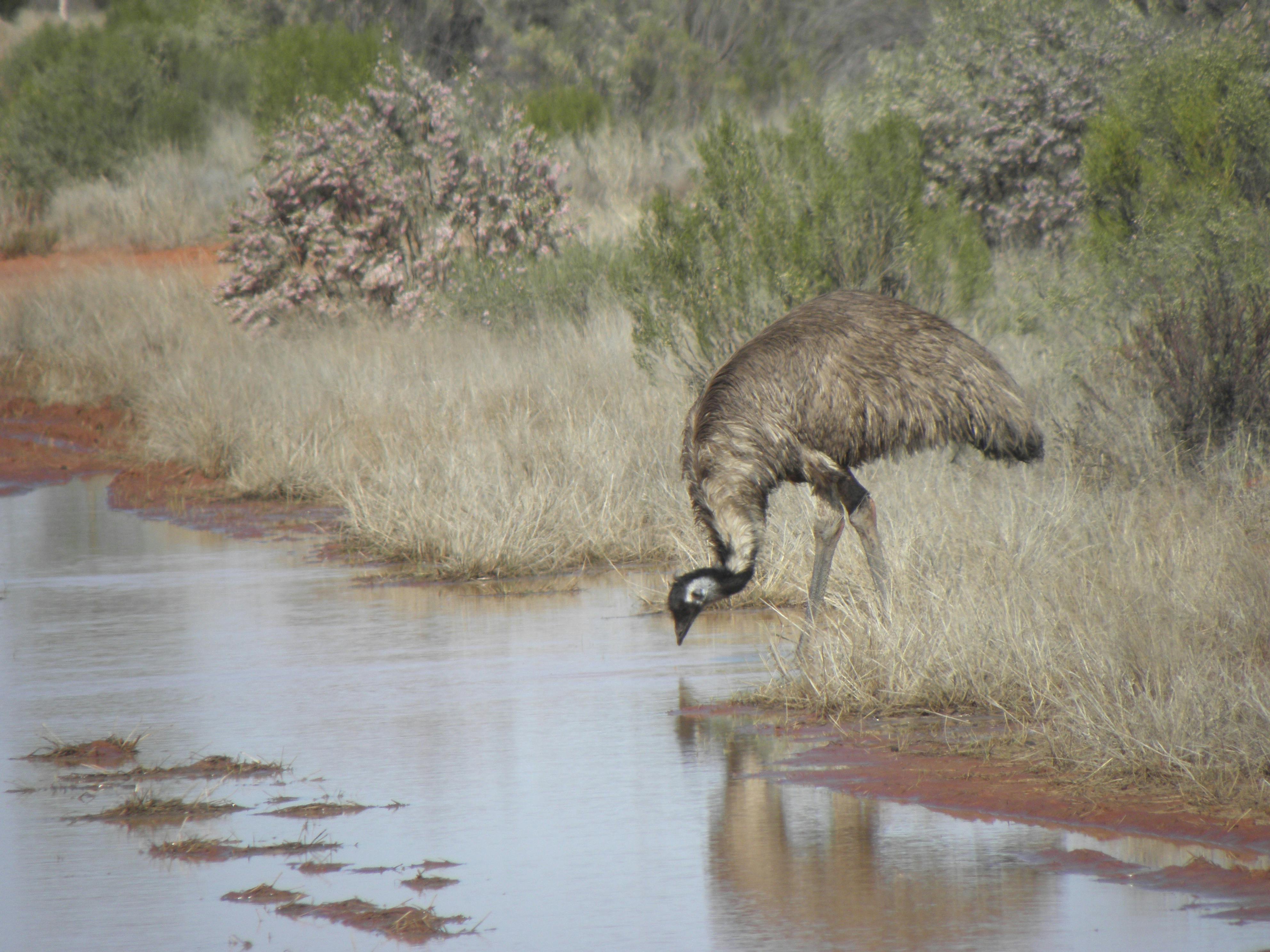 Emu drinking